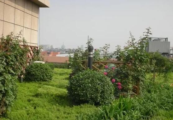 屋顶植物绿化 屋顶植物绿化